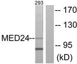 THRAP4 Antibody in Western Blot (WB)