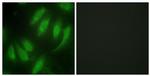 HEXIM1 Antibody in Immunocytochemistry (ICC/IF)