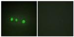 ZIC Pan Antibody in Immunocytochemistry (ICC/IF)