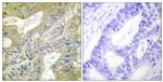 HEXB Antibody in Immunohistochemistry (Paraffin) (IHC (P))