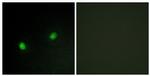 ZNF7 Antibody in Immunocytochemistry (ICC/IF)