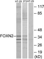 FOXN2 Antibody in Western Blot (WB)