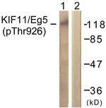 Phospho-KIF11 (Thr926) Antibody in Western Blot (WB)