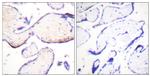 Phospho-Ezrin/Radixin/Moesin (Thr558) Antibody in Immunohistochemistry (Paraffin) (IHC (P))