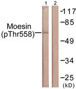 Phospho-Ezrin/Radixin/Moesin (Thr558) Antibody in Western Blot (WB)