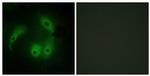 AKAP14 Antibody in Immunocytochemistry (ICC/IF)