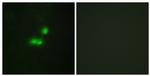 BRF1 Antibody in Immunocytochemistry (ICC/IF)