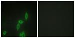 PCDH11Y Antibody in Immunocytochemistry (ICC/IF)