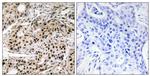 Phospho-PDCD4 (Ser457) Antibody in Immunohistochemistry (Paraffin) (IHC (P))