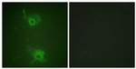 Phospho-S1P1 (Thr236) Antibody in Immunocytochemistry (ICC/IF)