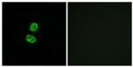 FGF22 Antibody in Immunocytochemistry (ICC/IF)