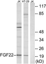 FGF22 Antibody in Western Blot (WB)