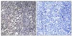 MRPS16 Antibody in Immunohistochemistry (Paraffin) (IHC (P))