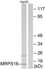 MRPS16 Antibody in Western Blot (WB)