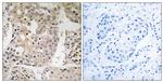 MRPL41 Antibody in Immunohistochemistry (Paraffin) (IHC (P))