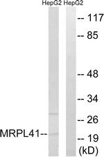 MRPL41 Antibody in Western Blot (WB)