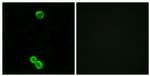 RPL3L Antibody in Immunocytochemistry (ICC/IF)