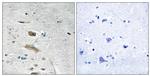 ABHD4 Antibody in Immunohistochemistry (Paraffin) (IHC (P))