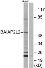 BAIAP2L2 Antibody in Western Blot (WB)