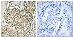 CEP350 Antibody in Immunohistochemistry (Paraffin) (IHC (P))