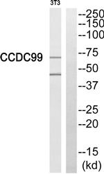 SPDL1 Antibody in Western Blot (WB)