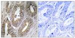 Cystatin 2 Antibody in Immunohistochemistry (Paraffin) (IHC (P))