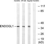 ENDOGL1 Antibody in Western Blot (WB)