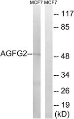 AGFG2 Antibody in Western Blot (WB)