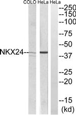 Nkx2.4 Antibody in Western Blot (WB)