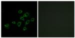 LILRA1 Antibody in Immunocytochemistry (ICC/IF)