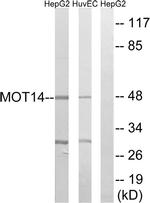 SLC16A14 Antibody in Western Blot (WB)