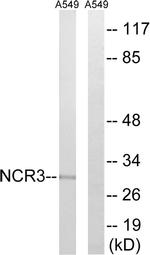 NKp30 Antibody in Western Blot (WB)
