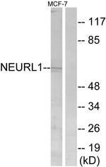 NEURL1 Antibody in Western Blot (WB)