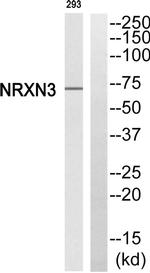 NRXN3 Antibody in Western Blot (WB)