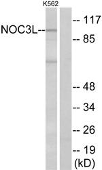 NOC3L Antibody in Western Blot (WB)