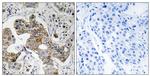 KCNK15 Antibody in Immunohistochemistry (Paraffin) (IHC (P))