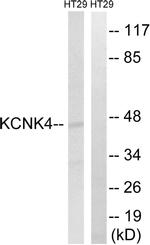 KCNK4 Antibody in Western Blot (WB)