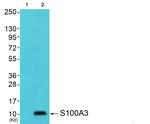 S100A3 Antibody in Western Blot (WB)