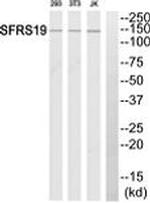 SFRS19 Antibody in Western Blot (WB)