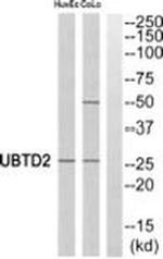 UBTD2 Antibody in Western Blot (WB)