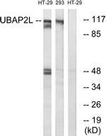 UBAP2L Antibody in Western Blot (WB)