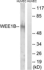 WEE2 Antibody in Western Blot (WB)