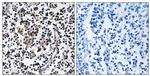 SLC30A4 Antibody in Immunohistochemistry (Paraffin) (IHC (P))