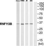 RNF113B Antibody in Western Blot (WB)