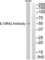 IL13RA2 Antibody in Western Blot (WB)