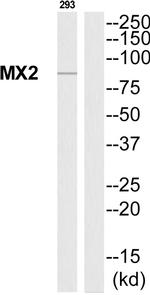 MX2 Antibody in Western Blot (WB)