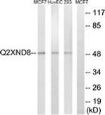 CYP2D6 Antibody in Western Blot (WB)