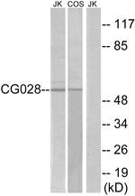 C7orf28A Antibody in Western Blot (WB)