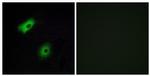 OR5A2 Antibody in Immunocytochemistry (ICC/IF)