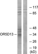 OR5D13 Antibody in Western Blot (WB)